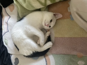 Zwei süße EKH Mischling Kitten