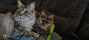 Main Coon Kater und Katze