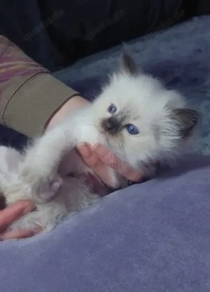 Heilige Birma Kitten Baby Katzen