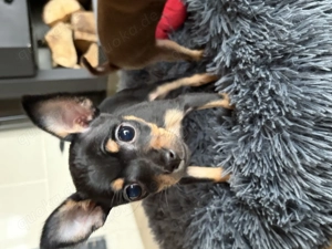 Russkiy Toy Terrier Welpen