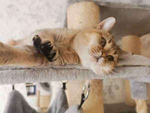 Wunderschöne BKH Katze sucht ein neues Zuhause 