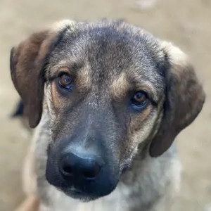 Ryn,  geb. ca. 06 2025, lebt in GRIECHENLAND, auf einer privaten Pflegestelle