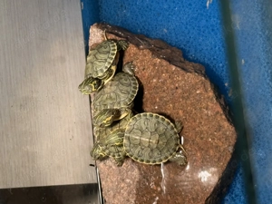 Wasserschildkröten Babys Nachzuchten 08 25
