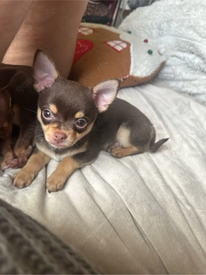 chihuahua welpe abzugeben 