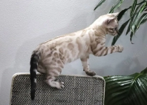 Bengalkätzchen sucht neues Zuhause