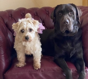 Havaneser Weibchen mit Stammbaum