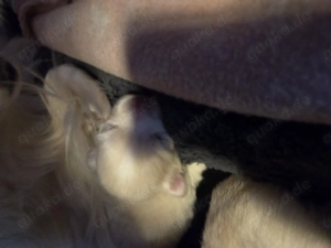 Pomeranian zwergpitze  Bild 6