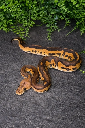 1.0 Black Pastel Wookie Stranger Clown