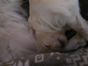 Pomeranian zwergpitze  Bild 7