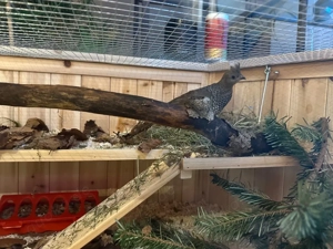 Blauschuppenwachtel Zierwachtel