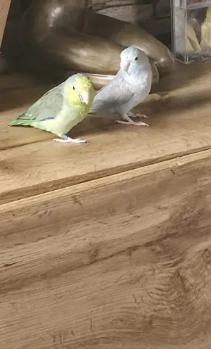 Parrotlet-Paar