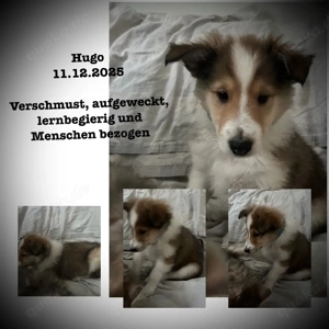 Erzieher für kleine Colliewelpen gesucht