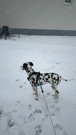  Ein Dalmatiner mit Charakter sucht sein Für-immer-Zuhause 