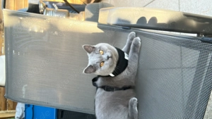 Zwei Kater zu Verkaufen