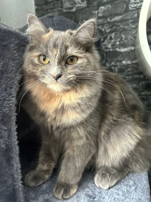 Britisch Langhaar Katzen