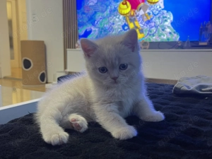 BKH (Britisch Kurzhaar) und Perser Kätzchen (Sofort abholbereit)