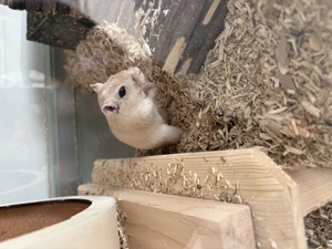 Mongolische Rennmäuse 1 Jahr alt Weibchen 