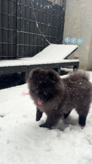 mini pomeranian sucht ein neues Zuhause  