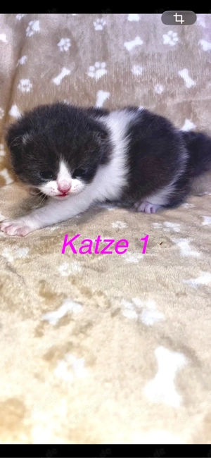 reinrassige bkh kitten 