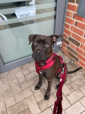 mischlingsrüde sucht sein für immer zuhause 