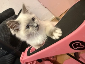 Reinrassiger Ragdoll Katze