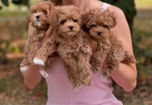 F1 maltipoo mini welpen