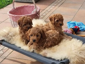 Maltipoo mini welpen