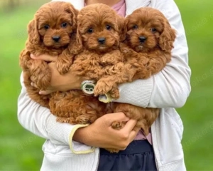 Maltipoo mini welpen