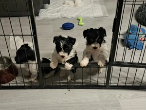 Biewer Yorkshire Terrier Welpen 