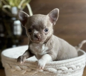 Chihuahua mini Welpen Bild 4