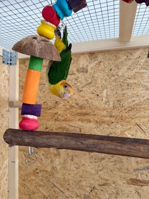 Rostkappenpapagei 7 Monate alt 