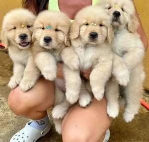 Golden Retriever welpen