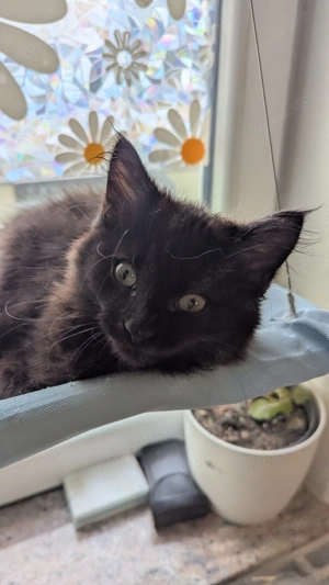 Kitten sucht liebevolles Zuhause 