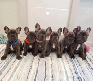 Französische Bulldogge welpen