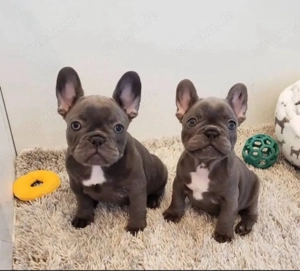 Französische Bulldogge welpen Bild 2