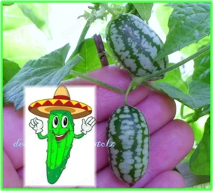   Mexikanische Mini Gurke Samen,Kinder Garten Schichtschutz Tulpenstolz Saatraritäten kleine Gurke