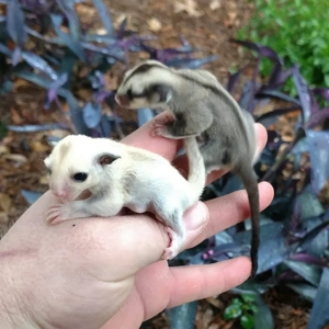 Zuckerhörnchen Bild 4