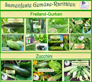   Mexikanische Mini Gurke Samen,Kinder Garten Schichtschutz Tulpenstolz Saatraritäten kleine Gurke Bild 5