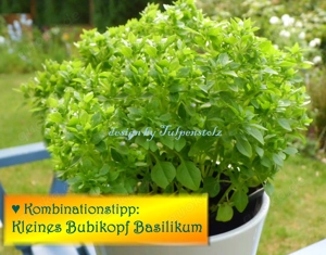   Mexikanische Mini Gurke Samen,Kinder Garten Schichtschutz Tulpenstolz Saatraritäten Kleine Gurke  Bild 5