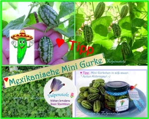   Mexikanische Mini Gurke Samen,Kinder Garten Schichtschutz Tulpenstolz Saatraritäten kleine Gurke Bild 2