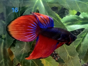 Kampffisch Männchen Betta splendens 