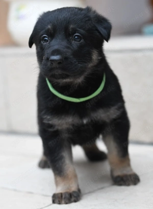 DSH Welpen aus dem Zwinger "von der Waldesruh"