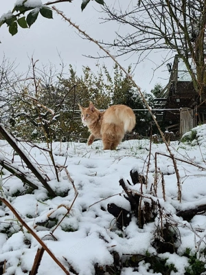 Liebevolle Maine Coon sucht Für-Immer-Menschen zum Ankuscheln