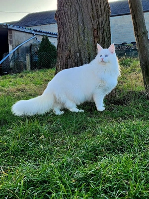 Schneeweiße Maine Coon mit blauen Augen   erzogen & verspielt