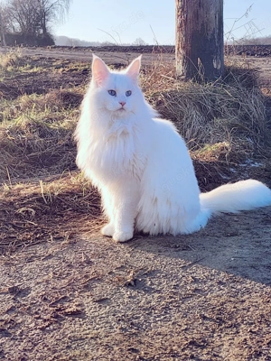 Traumhaftes Maine Coon Duo sucht 5-Sterne-Zuhause (Getrennt oder Zusammen)