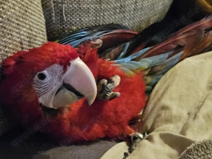 Dunkelrotes Ara Mädchen sucht 5 Sterne Zuhause 