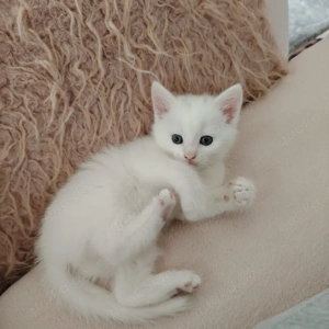 Kater Weiß sucht zuhause 