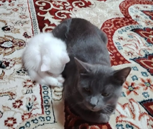 Junges silbergraues Katerchen sucht liebevolles Zuhause   