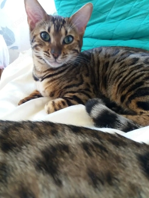 Bengal Kater 