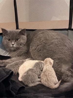 BKH Kitten Neugeboren 